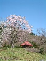 小塩の桜　南会津町